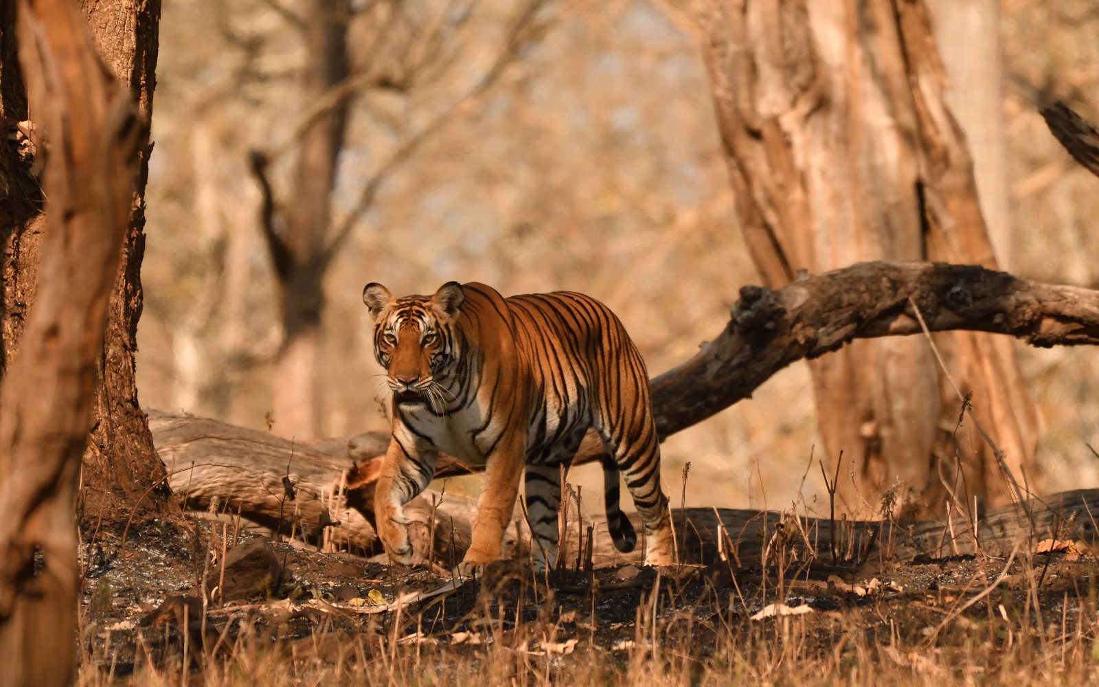 Kabini (Nagarhole)